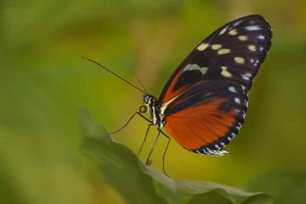 Tiger-Passionsfalter
