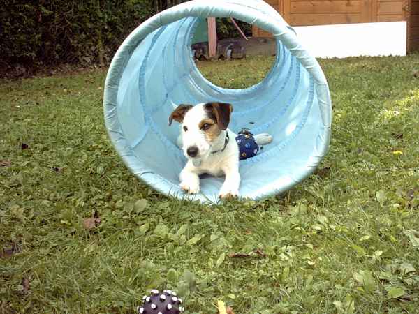 Parson Jack Russel immer neugierig