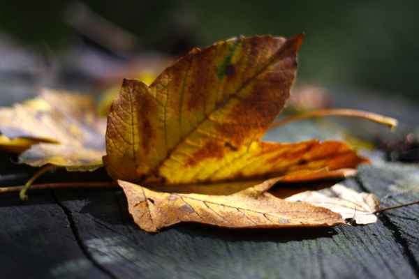 herbstlaub