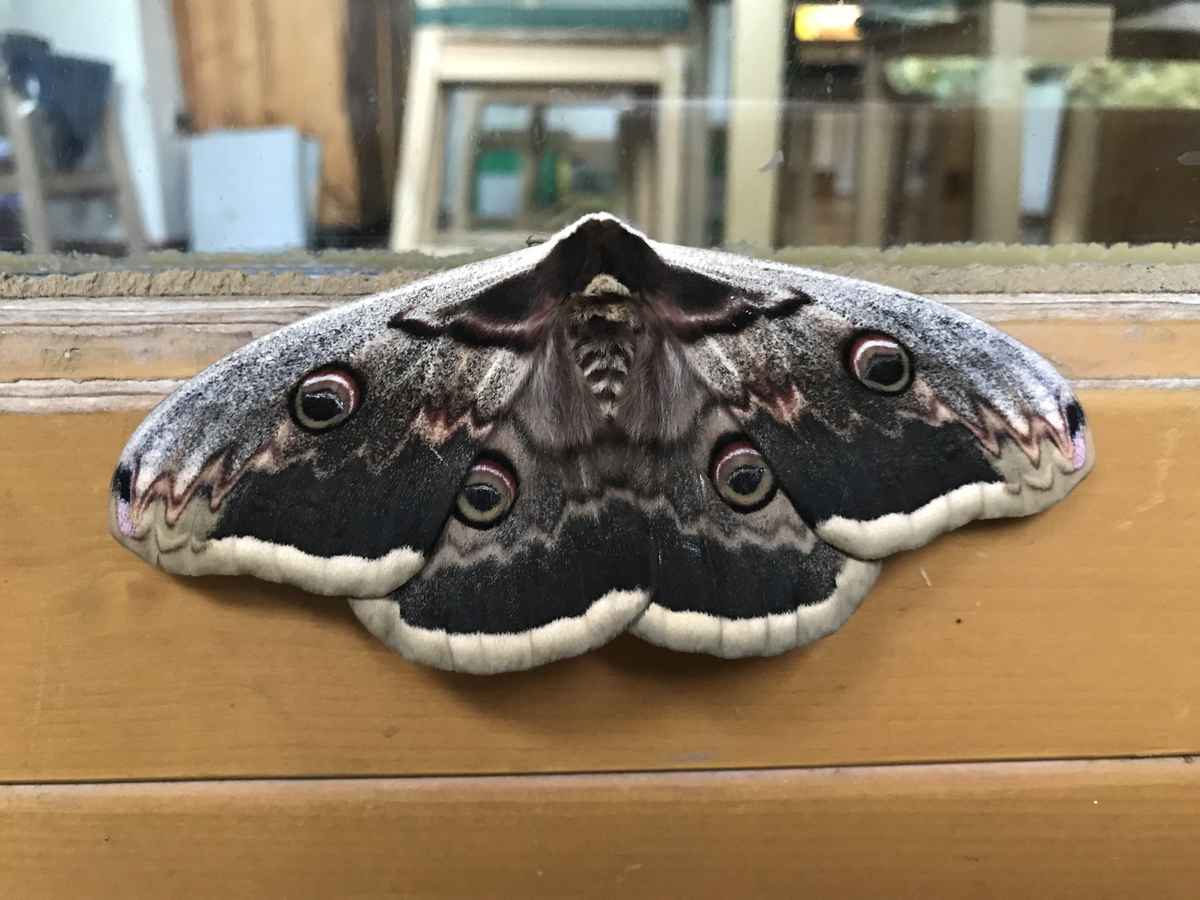 Wiener Nachtpfauenauge