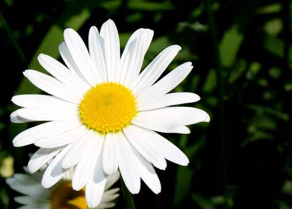 Blüte der Margerite