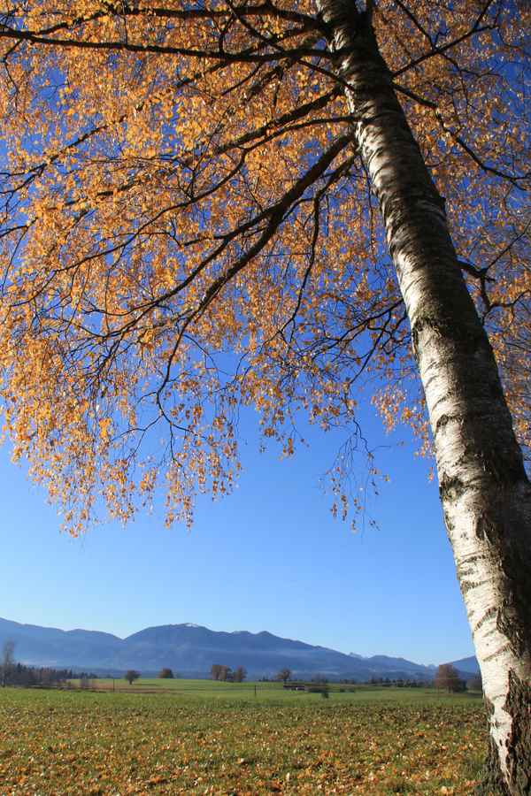 Herbstleuchten im November 02