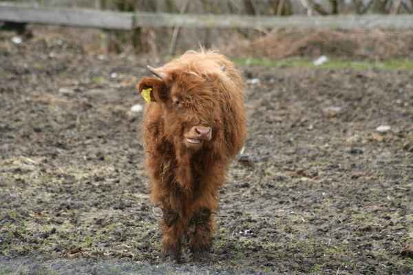 Hochland Rind