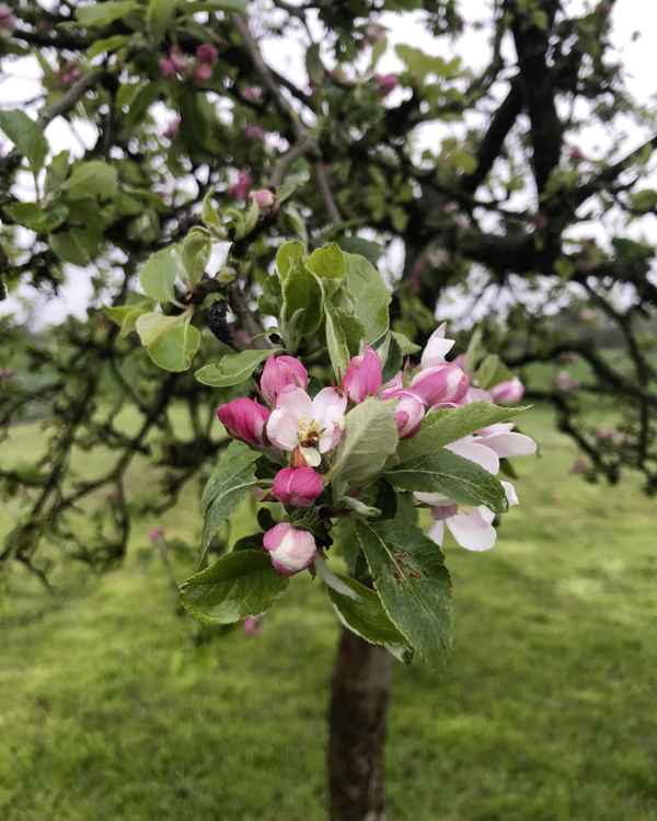 Apfelblüte 2