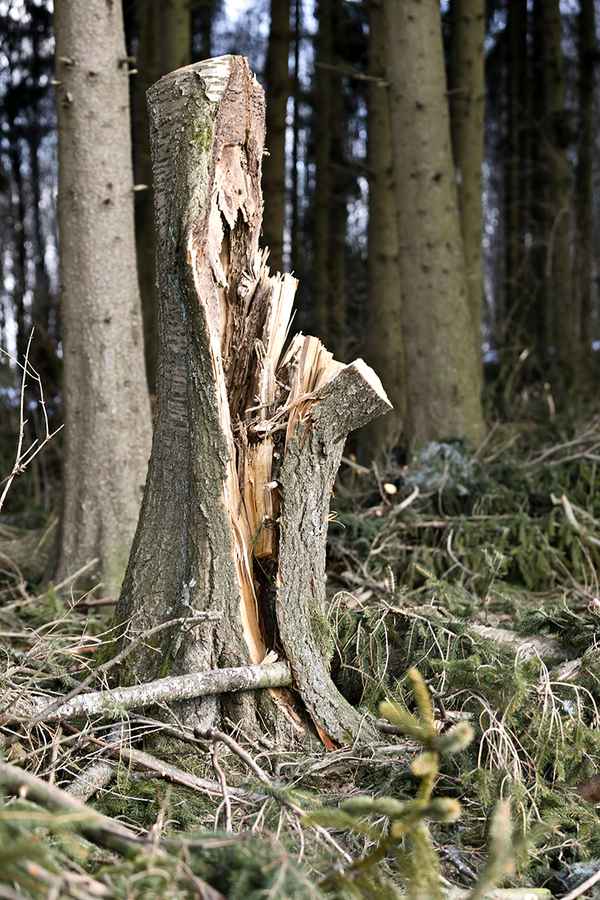 Sturmschaden