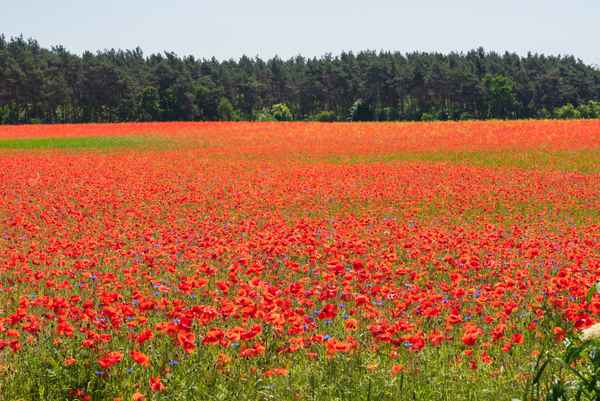Roter Teppich