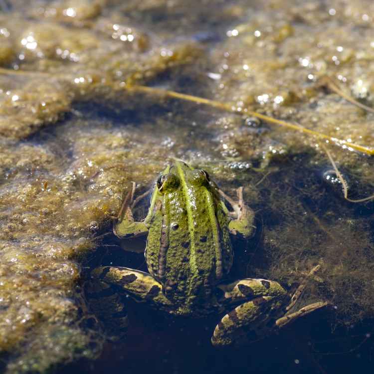 Teichfrosch III