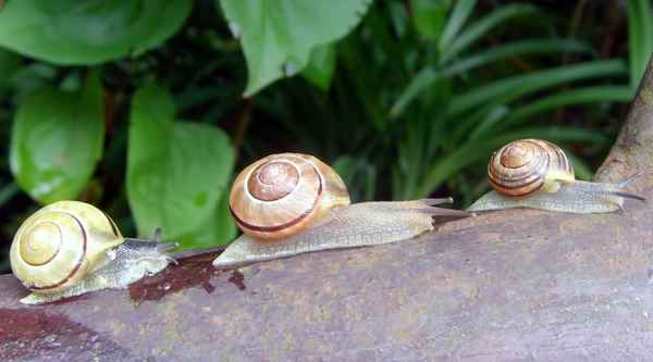 Schneckenwettrennen