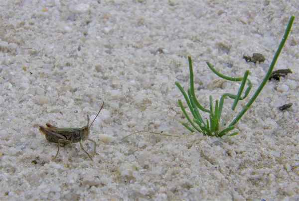 Grashüpfer am Strand