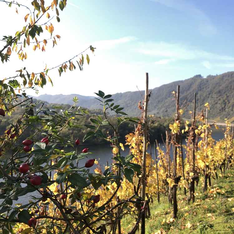 Hagebutten im Weinberg