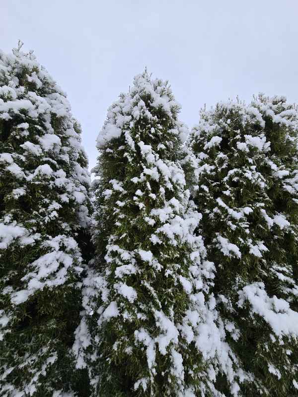 Schnee auf Thuja