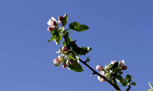apfelblüte im morgentau