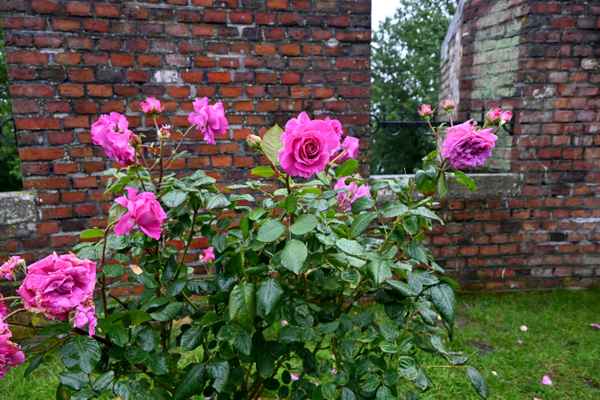 Burgrose