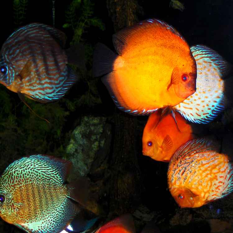 Discus