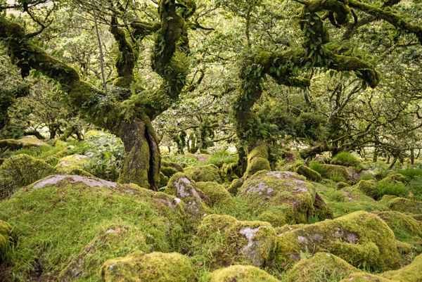 Wistmans Wood