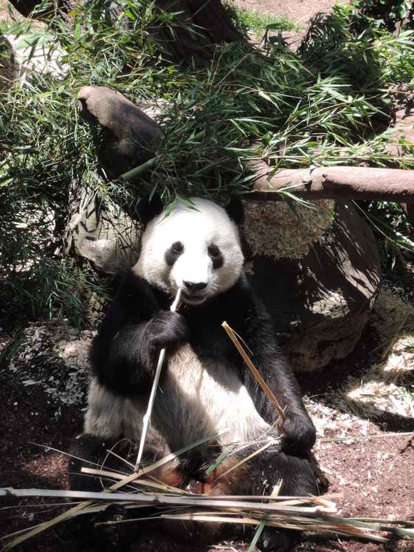 Panda