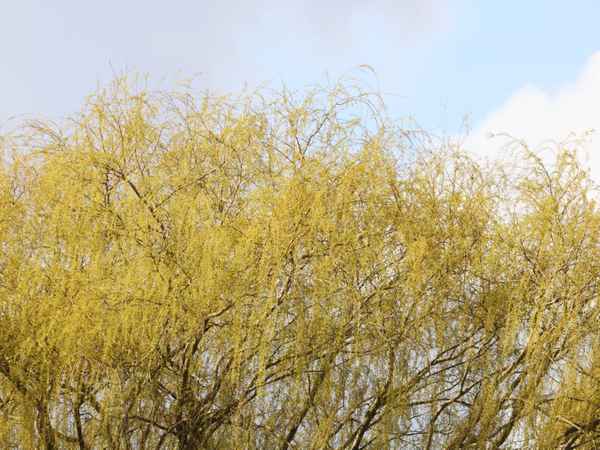 die bäume schlagen aus