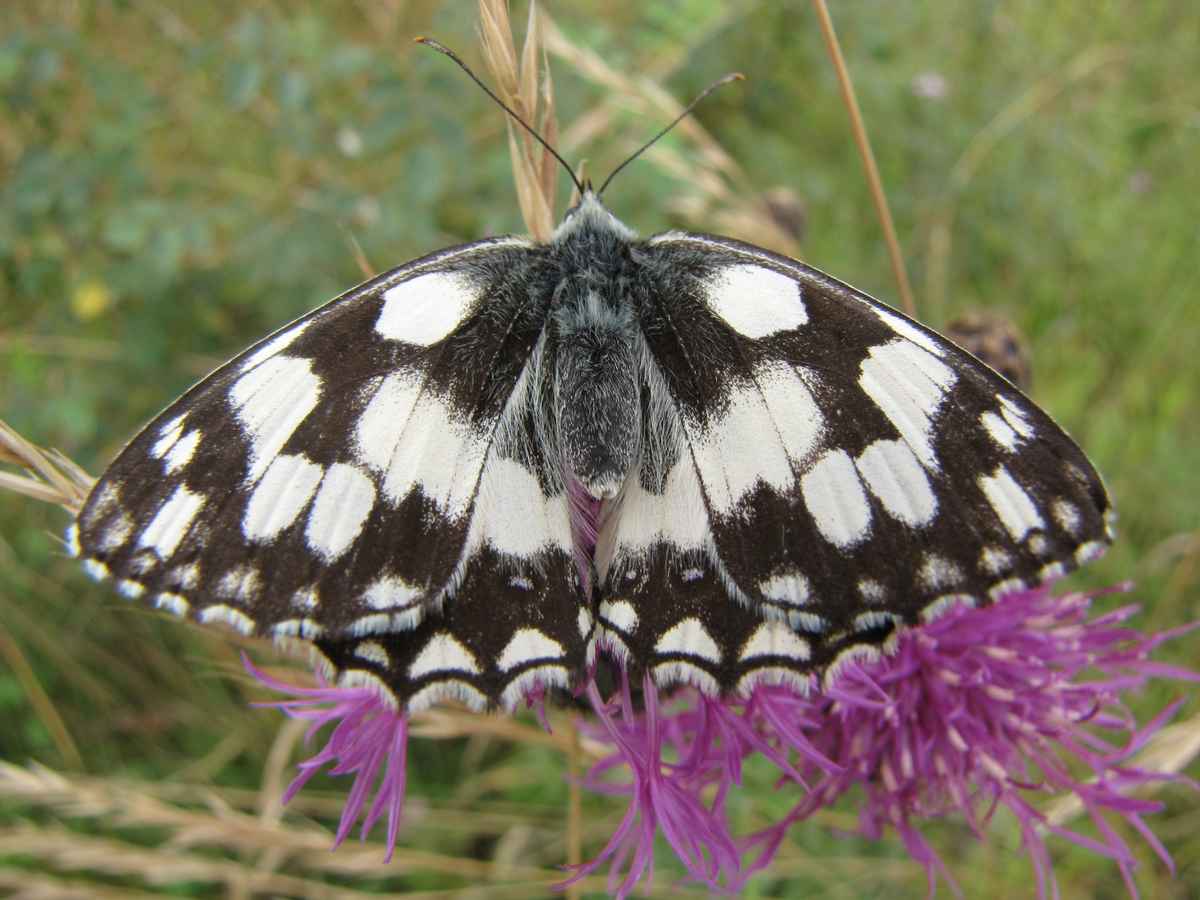 Schachbrett (Melanargia galathea)