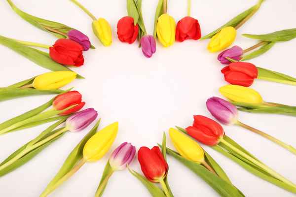 Tulpen Herz