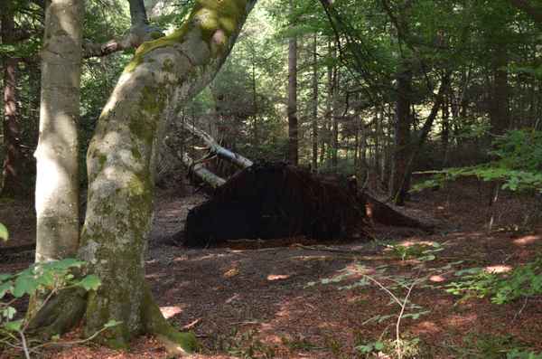 Die Folgen der Unwetter 02