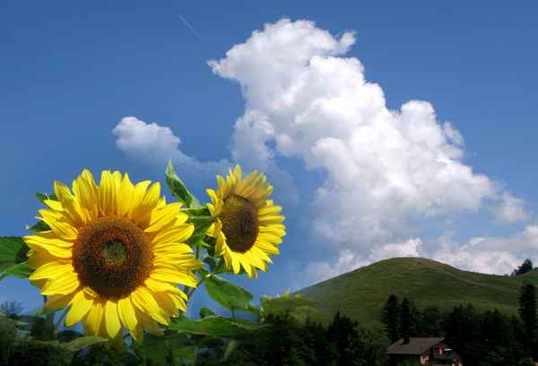 Sommer-Sonne