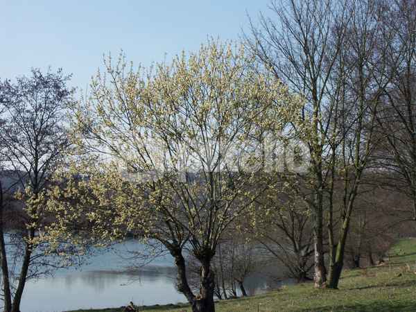 Frühling