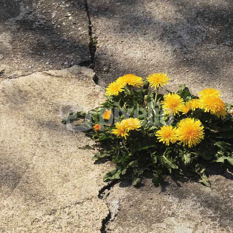 Die Natur findet einen Weg