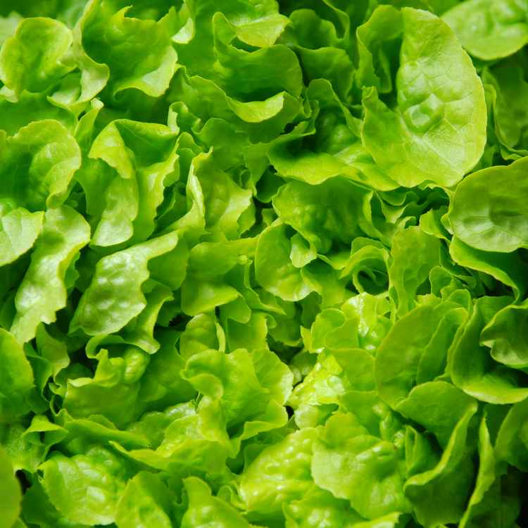 Salat