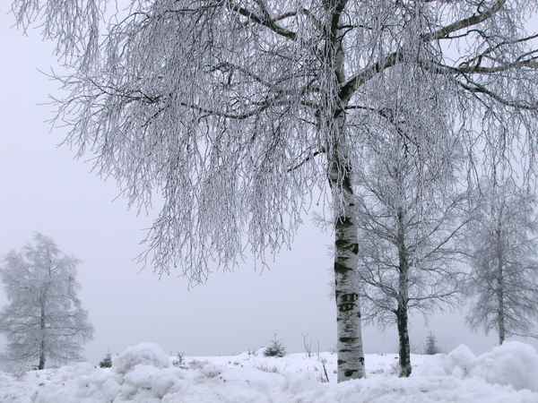 Birken im Winternebel