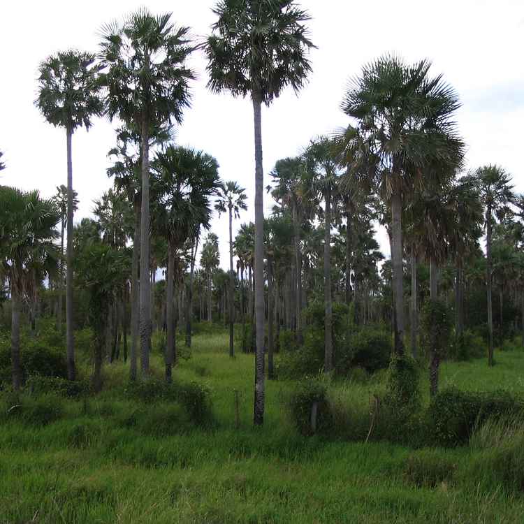 Palmenkamp