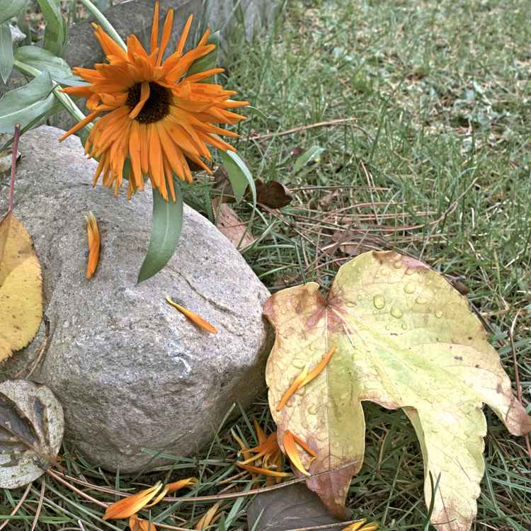 sterbende Blume