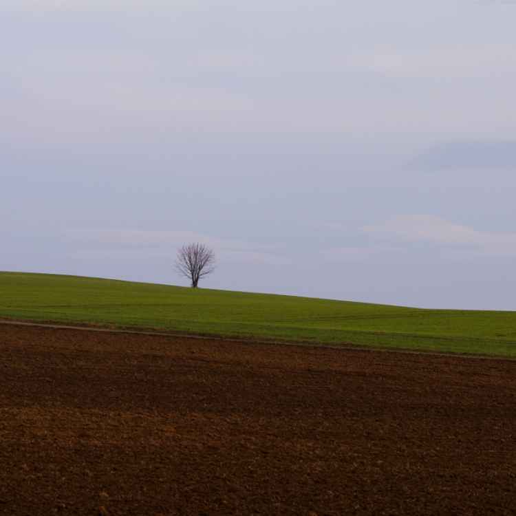 Einsamer Baum