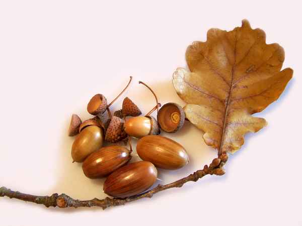 Stillleben Eicheln