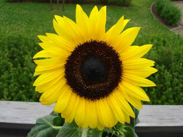 Sonnenblume