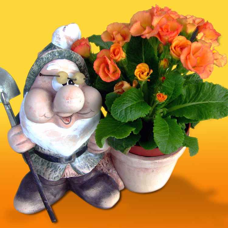 die kleine Nachtmusik