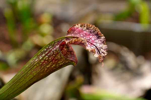 Sarrazenie (fleischfressende Pflanze)