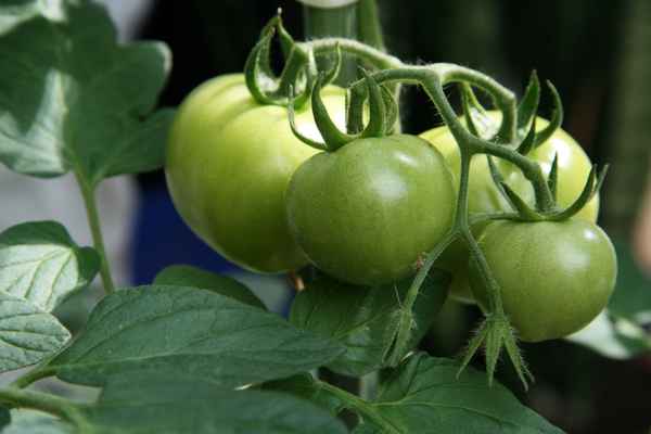 Grüne Tomaten