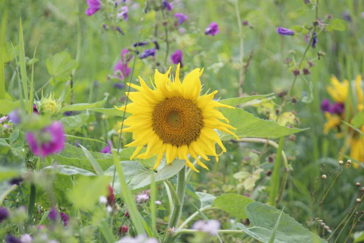 Sonnenblume am Feldrand