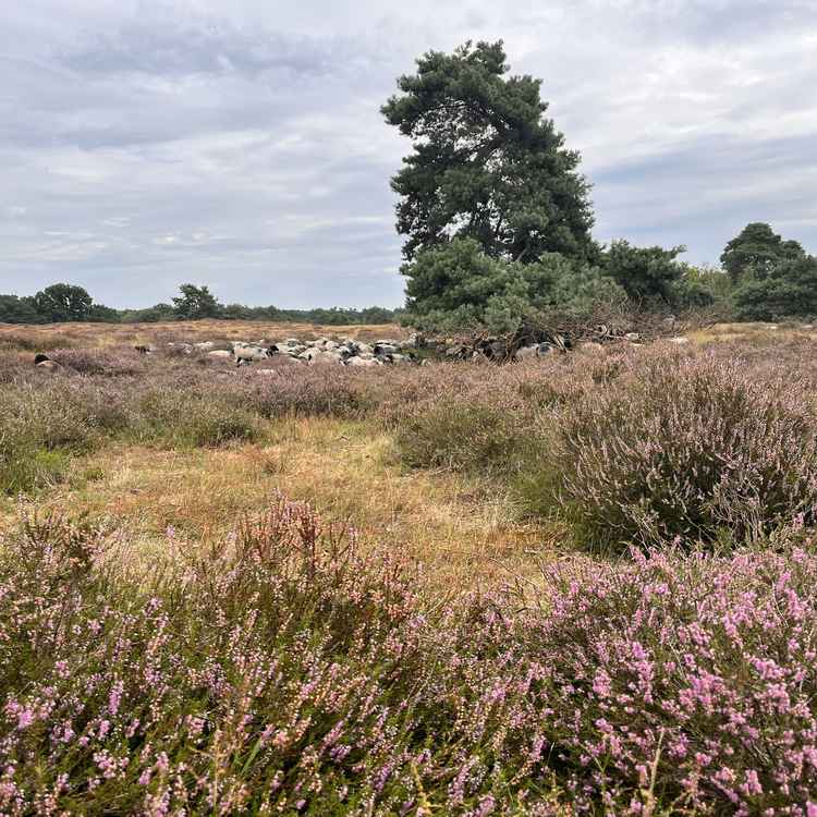 Die Heide blüht
