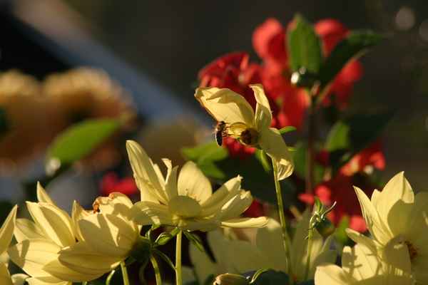 Biene im Lichtstrahl zur Blume