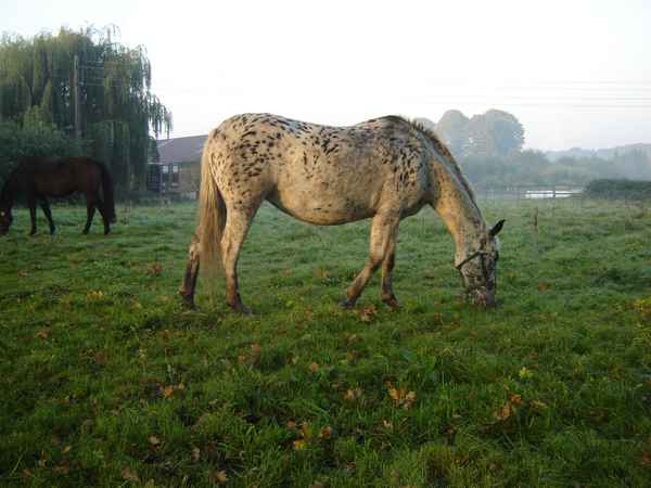 Celina bei Sonnenaufgang