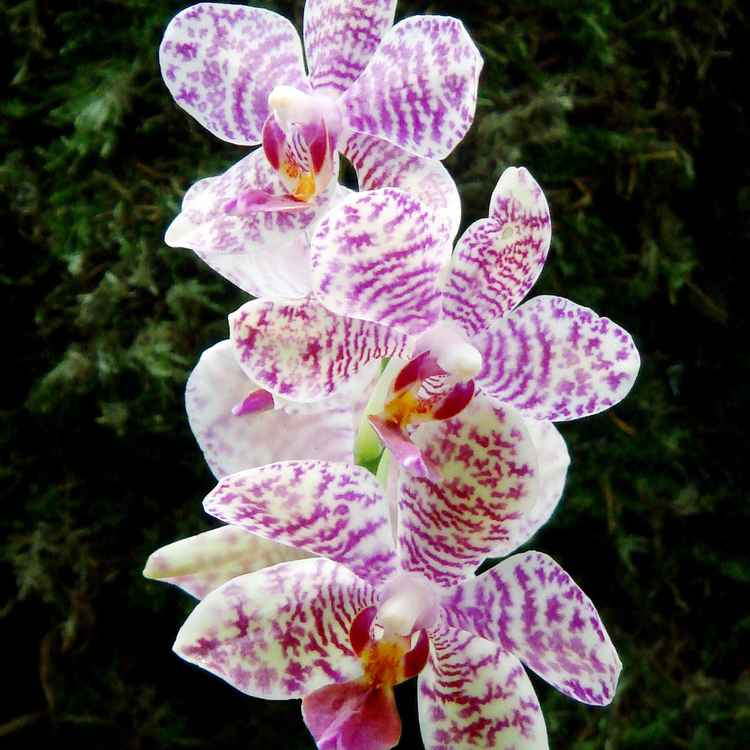 Orchideen_4