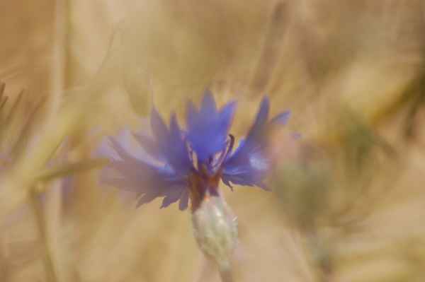 Kornblume