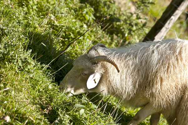 Nachwuchs einer alten Rasse