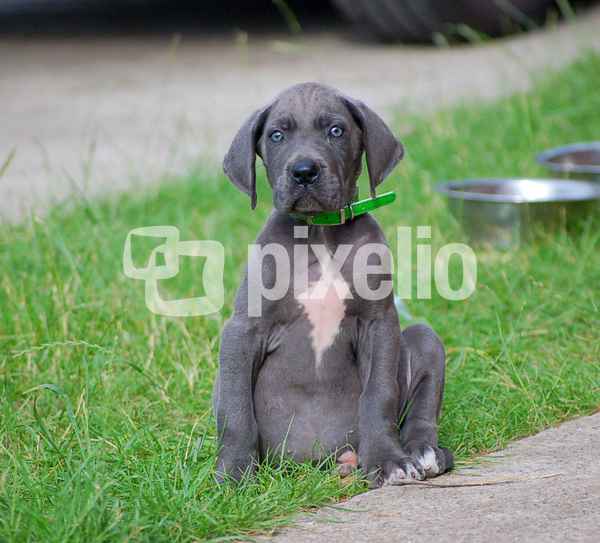 kleines Doggen-Girl