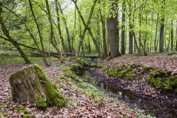 Im Naturwald