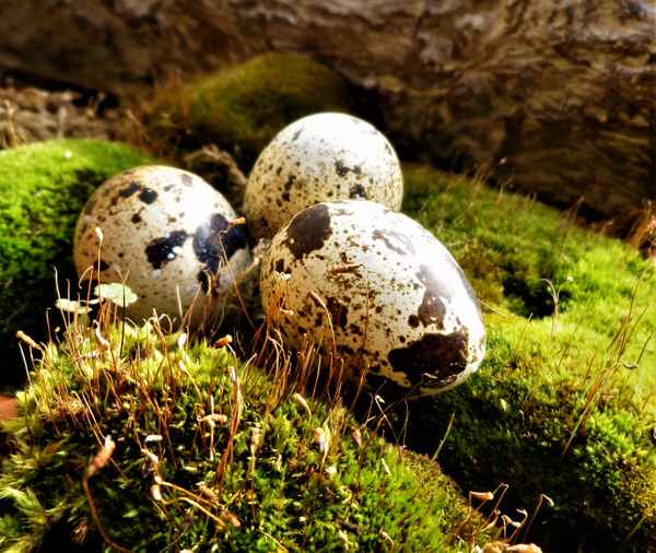 Osternest im Blumenkasten
