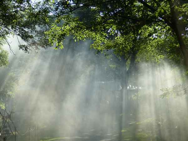 Qualmender Wald