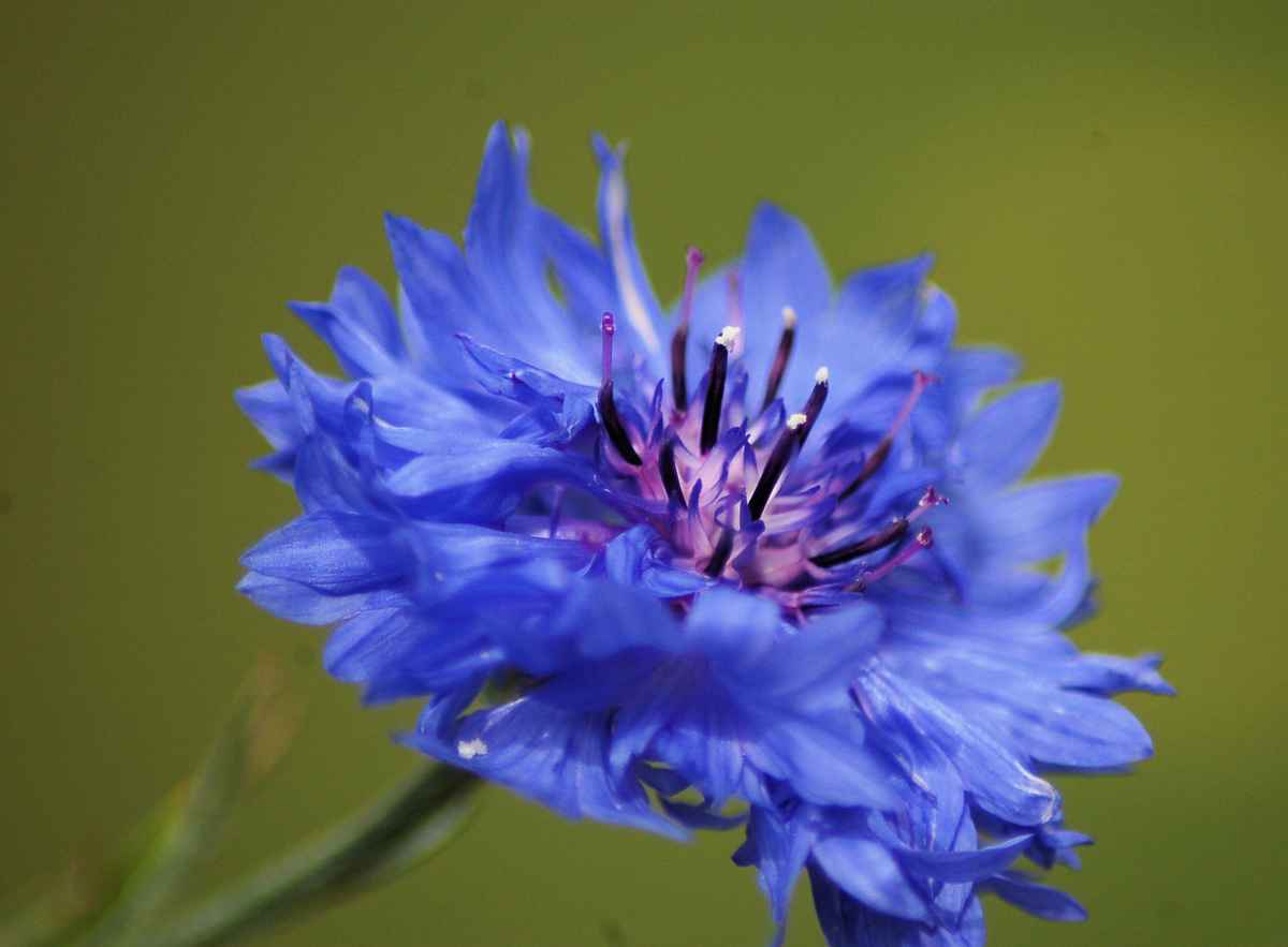 blauer Stern