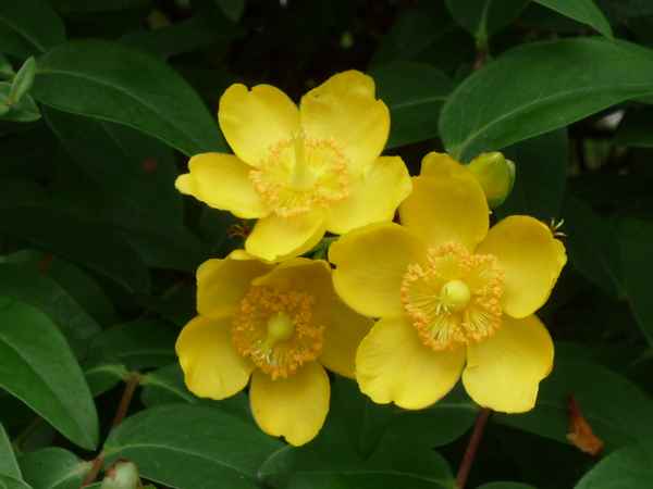 Schöne   Blumen